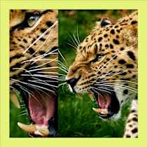 One-shot Growls