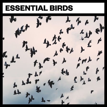 Essential Birds