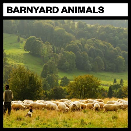 Barnyard Animals