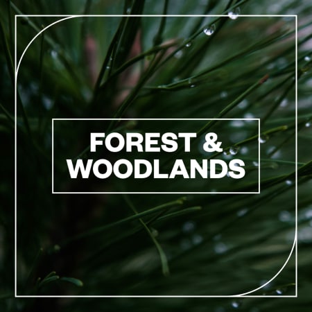 Forest and Woodlands