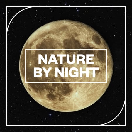 Nature by NIght