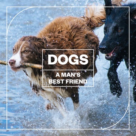 Dogs: A Man's Best Friend