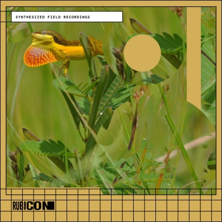 Rubicon Synthesized Field Recordings WAV