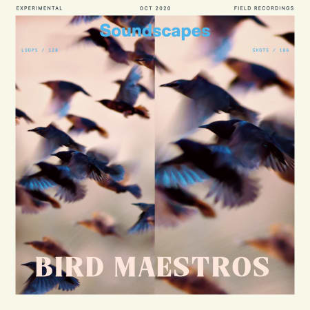 Bird Maestros