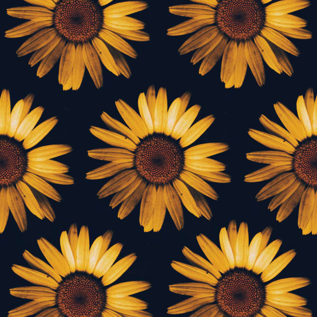 post malone sunflower download