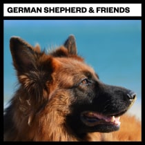 German Shepard and Friends