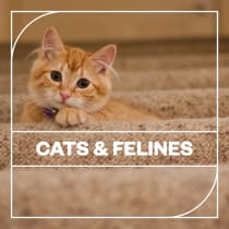 Cats and Felines