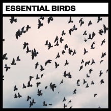 Cover art for Essential Birds pack