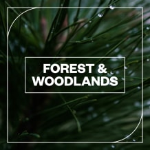 Cover art for Forest and Woodlands pack