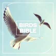 Cover art for Birds Bible pack