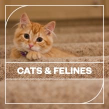 Cover art for Cats and Felines pack