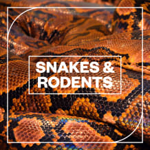 Cover art for Snakes and Rodents pack