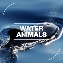 Cover art for Water Animals pack