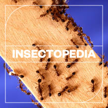 Cover art for Insectopedia pack