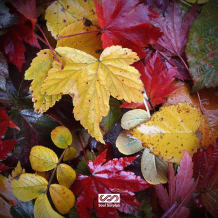 Cover art for Autumn Bliss pack