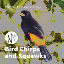 Cover art for Bird Chirps and Squawks pack