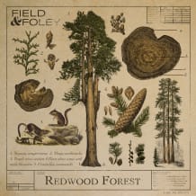 Cover art for Redwood Forest pack