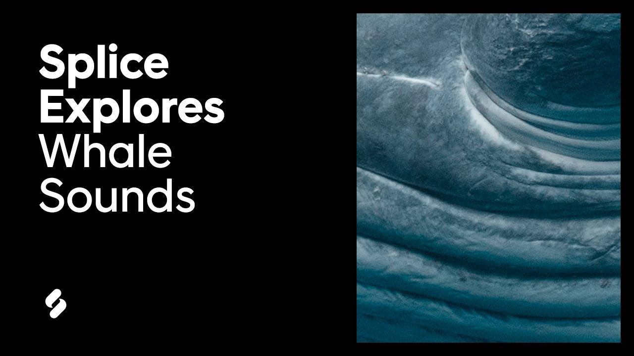 Video thumbnail for Discovering the sonic diversity of whale songs 