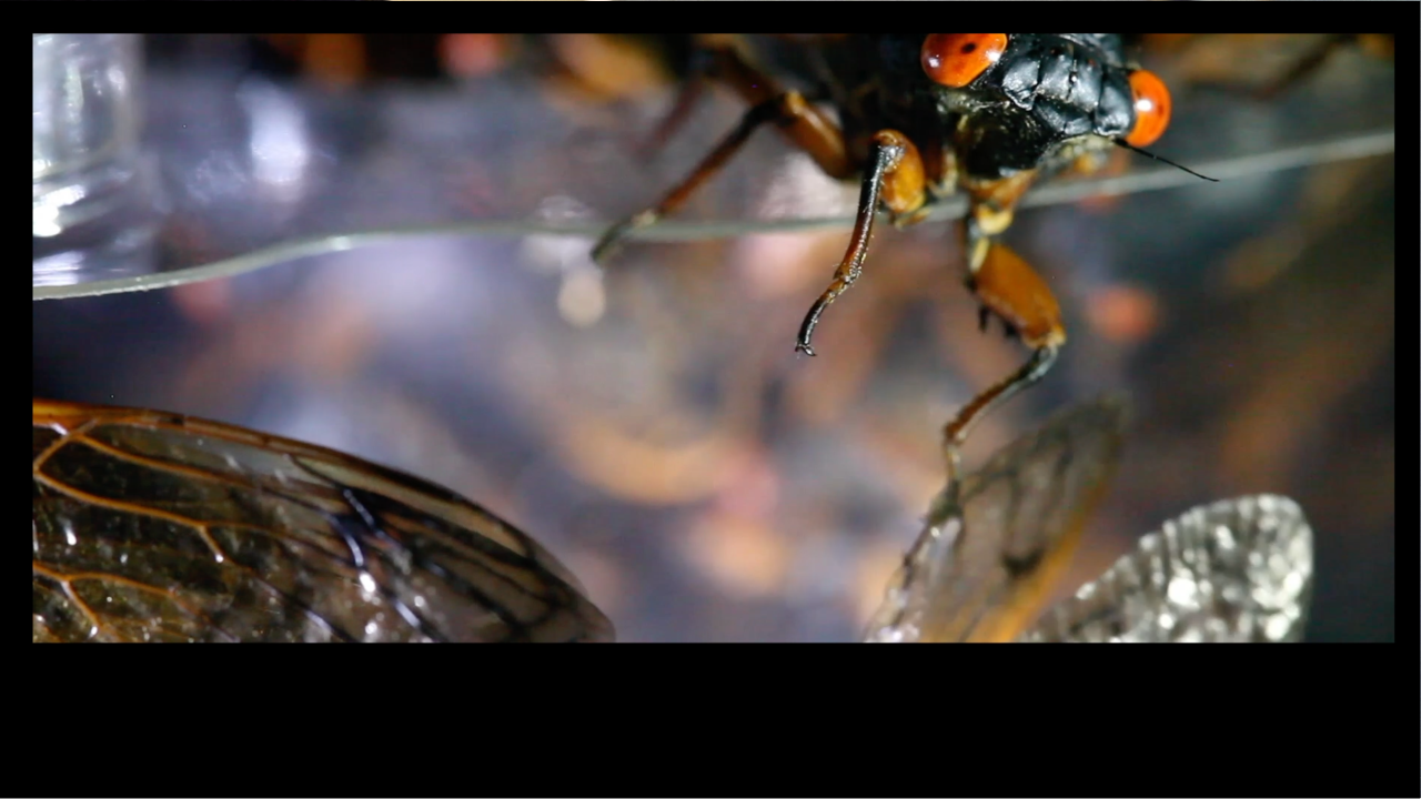 Video thumbnail for Protecting the natural world of insects 