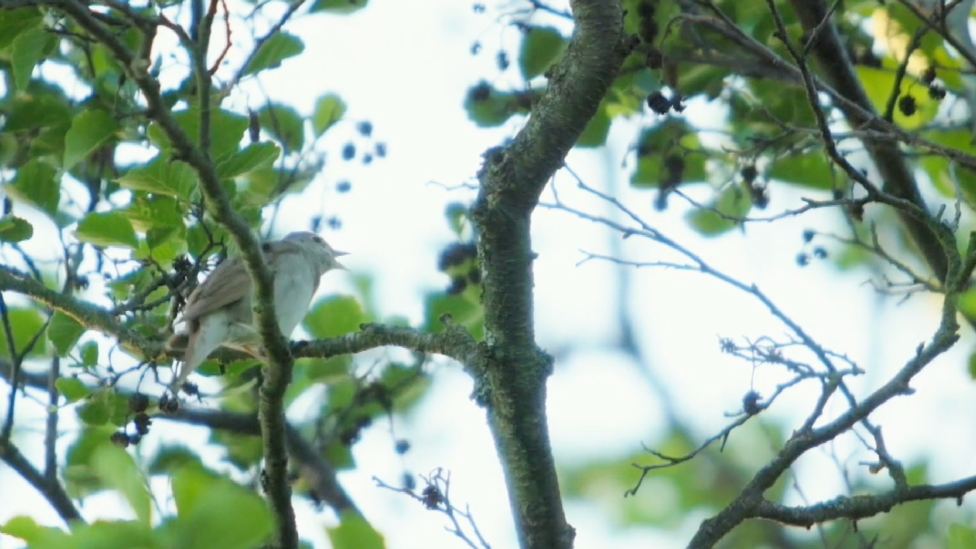 Video thumbnail for About these prehistoric songbirds