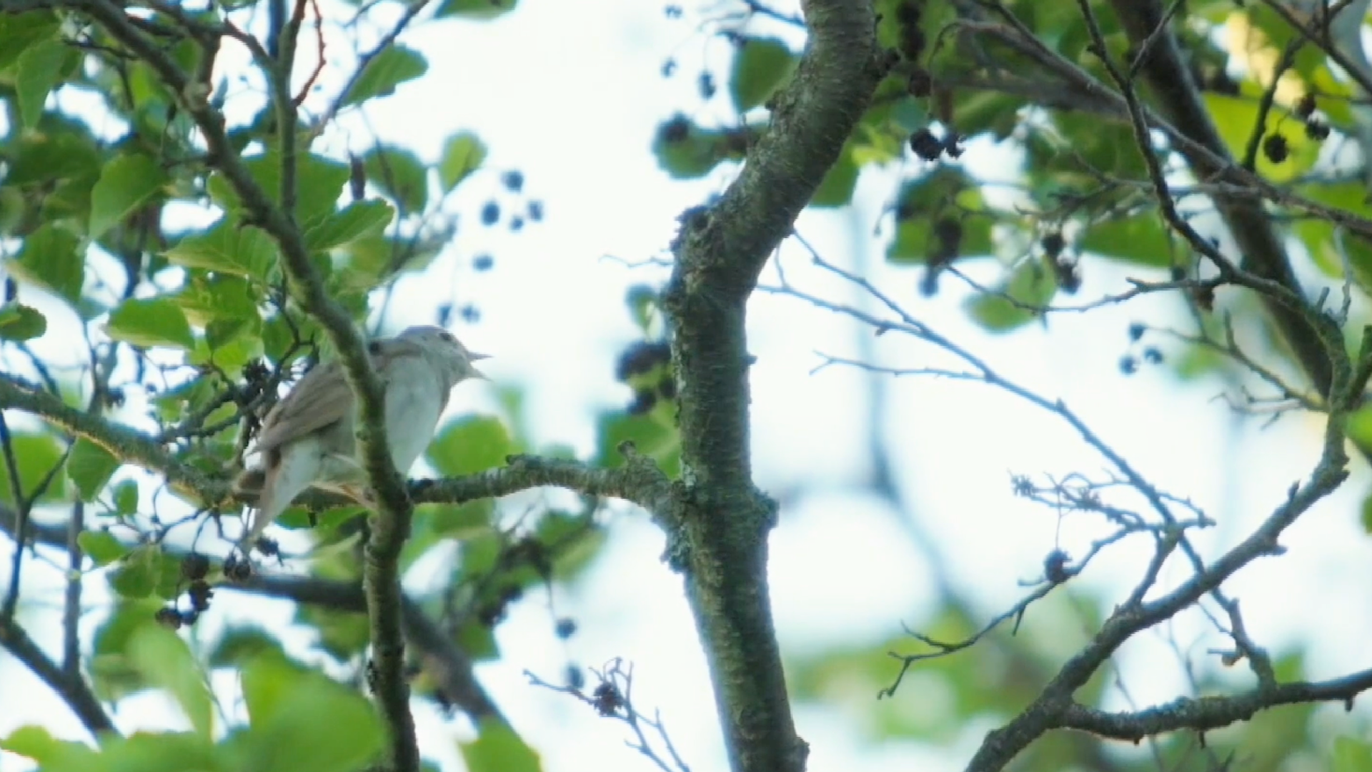 About these prehistoric songbirds