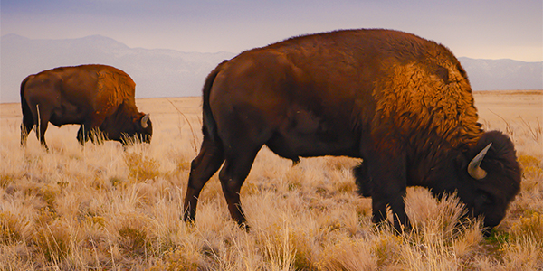 Video thumbnail for Splice Explores: Antelope Island