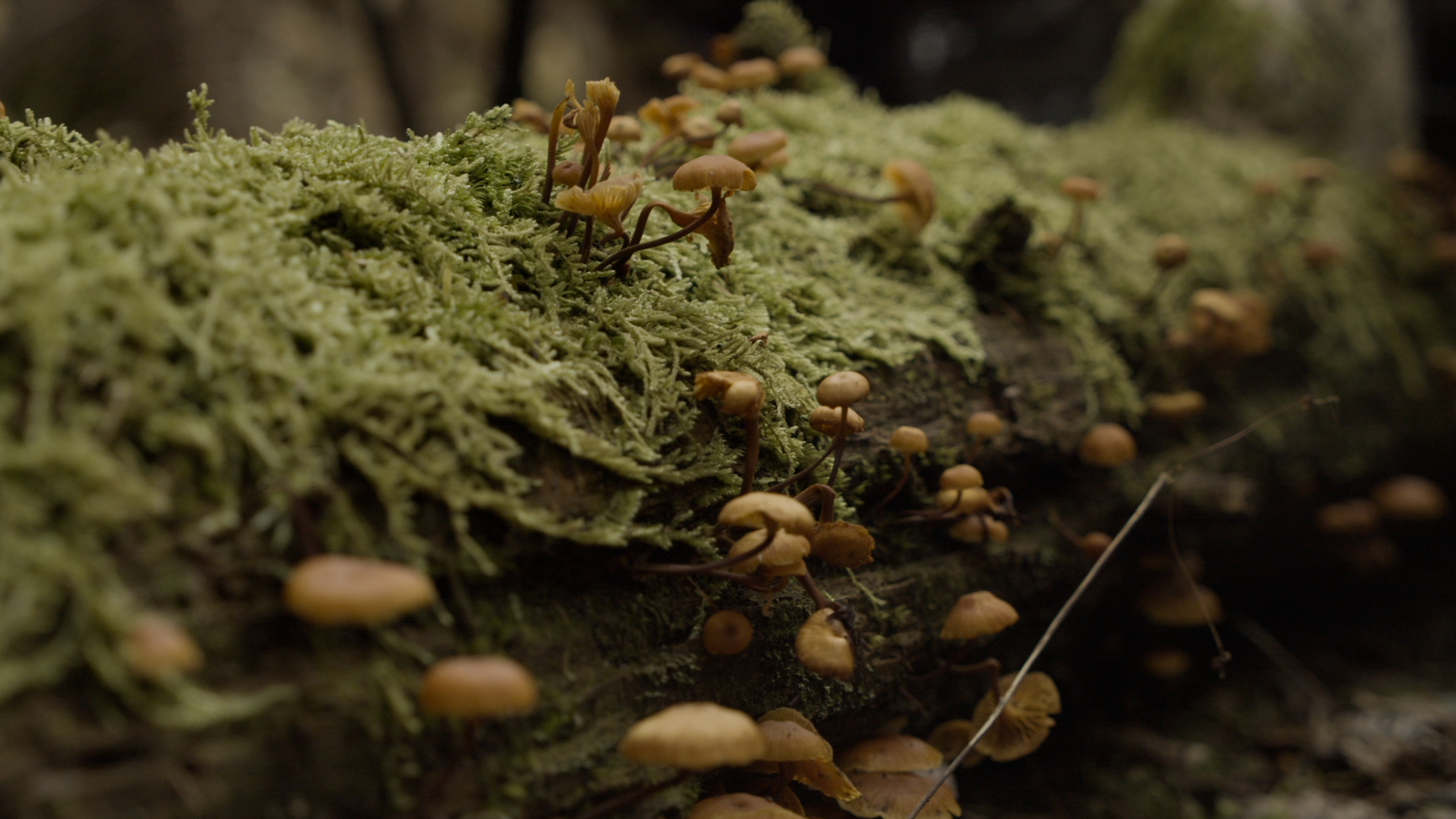 The Intimate World Of Mushrooms